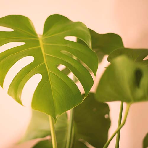 cloud 9 aesthetics monstera