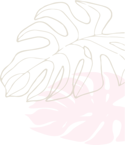 Monstera leaves